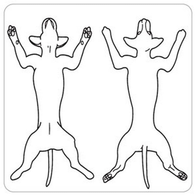 Canine Pic. Front/Back 2-1/2" x 2-1/2" White Label (Roll of 320)