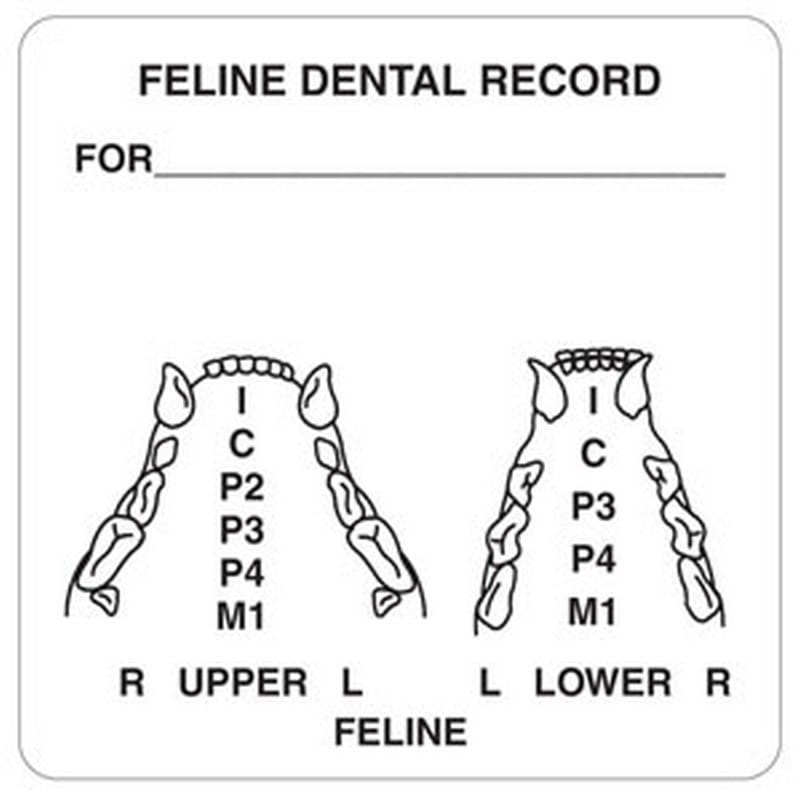 Feline Dental Record 2-1/2" x 2-1/2" White Label (Roll of 390)