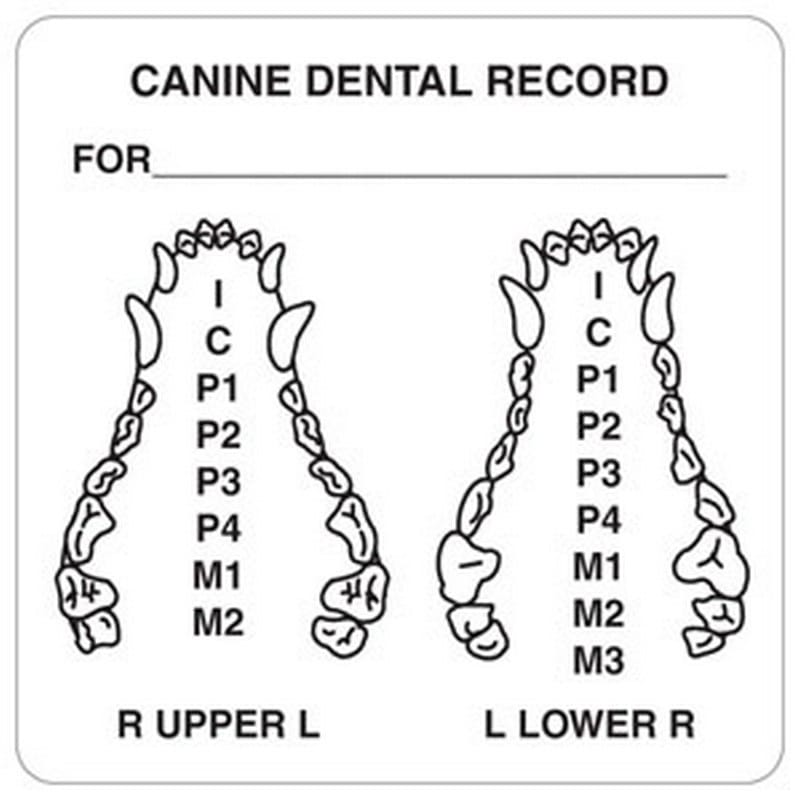 Canine Dental Record 2-1/2" x 2-1/2" White Label (Roll of 390)